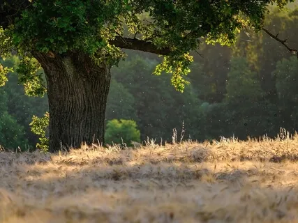 How To Make Your Mind Calm - Meditation 17