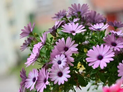  How To Remove Obstacles Caused By The Body In Meditation