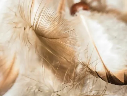 How To Spot A Humangel