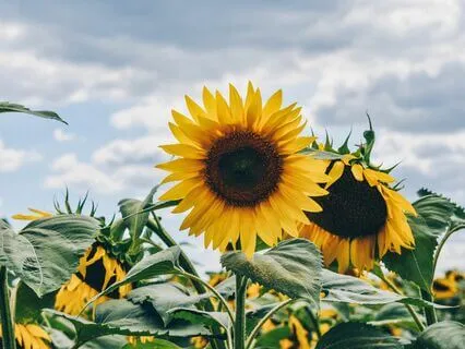 How To Understand Real-Self