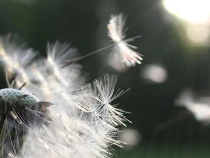 How To Watch Your Breath | Relaxing Take Home Technique