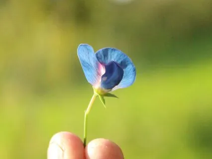 How Trauma, Survival & Your Divine Self Work Together