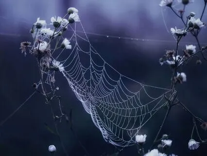 How We Can Understand Emptiness And The Heart Sutra