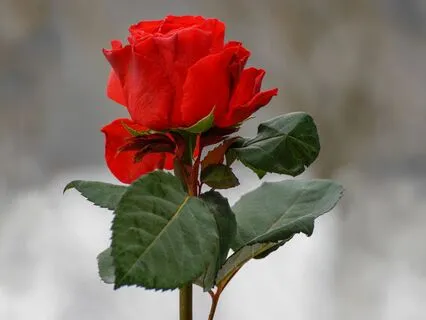 How We Don't Care | Song Medley