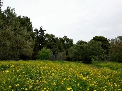 How We Know Our Real Nature By A Metaphor