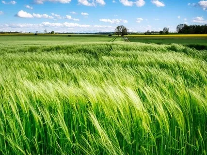 Howling Wind  |  Natural White Noise