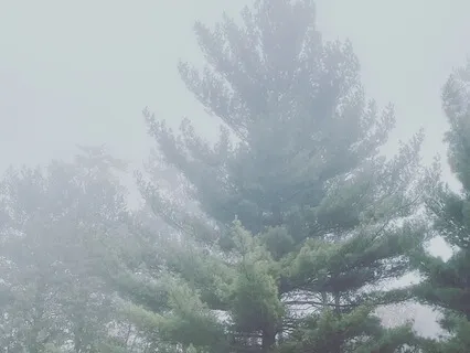 Hoya Plant Music For Quiet Moments