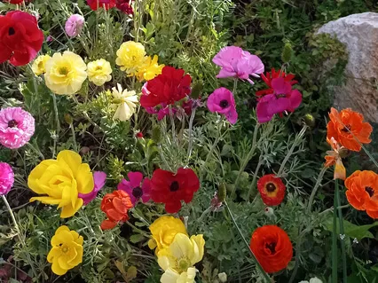 התרווחות, הוקרת תודה ושמחה (מודיטה)