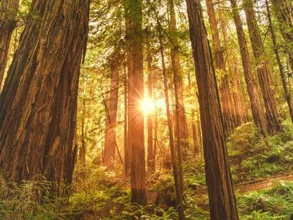 Hug A Redwood Tree