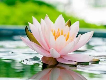 Human Aura By Swami Panchadasi (Chapter 10)