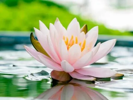 Human Aura By Swami Panchadasi Chapter 1