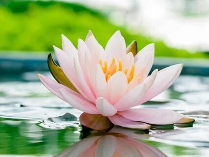 Human Aura By Swami Panchadasi Chapter 2