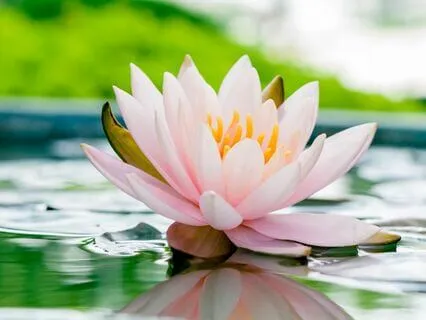 Human Aura By Swami Panchadasi (Chapter 4)