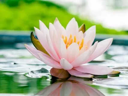 Human Aura By Swami Panchadasi (Chapter 5)