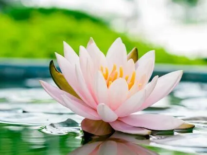 Human Aura By Swami Panchadasi (Chapter 6)