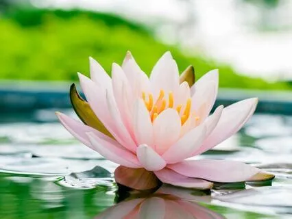 Human Aura By Swami Panchadasi (Chapter 7)