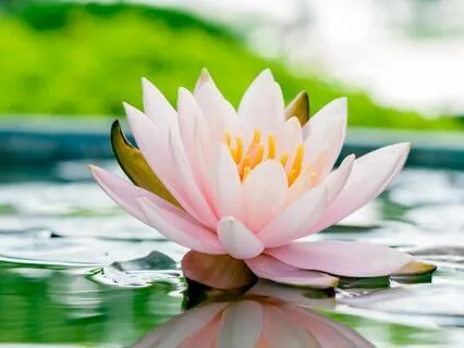 Human Aura By Swami Panchadasi (Chapter 8)