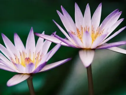 Generator Healing Affirmations - Human Design