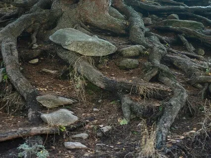 Human Design Root Center 396 Hz Sound Journey