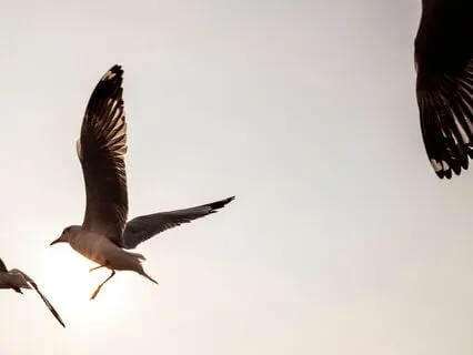 Human Evolution: Vital For Earth's Harmony