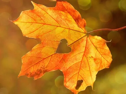 Human Heartbeat ♡ The Pulse Of Life