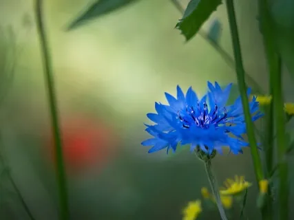 Human Suffering, Podcast July 2021