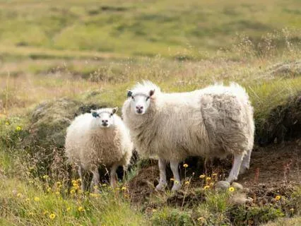 Humility Affirmations