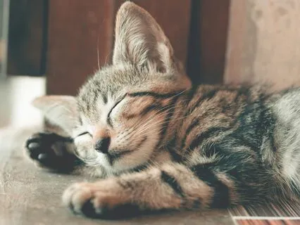 Humm & Purr: Melodies & Cat Purr For Sleep And Relaxation