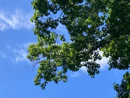 Humming: A Playful, Deepening Practice
