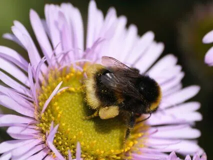 Humming Bee Breath For Anxiety And Cravings
