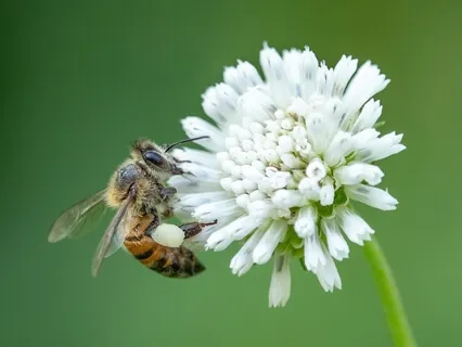 Humming Bee Breath For Self Enquiry