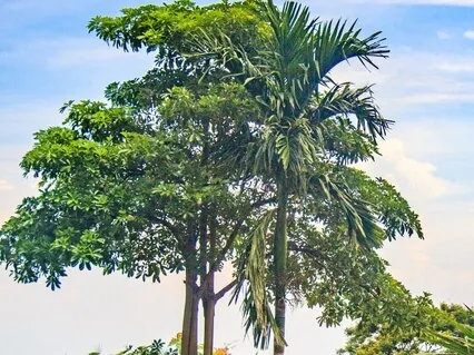 Humming Bee Pranayama For Relaxation And Release