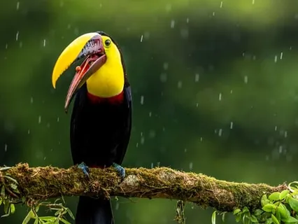 Humming Bird Drinking In The City Rain