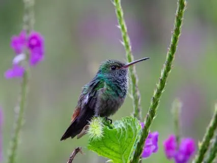 Humming For Anxiety Relief