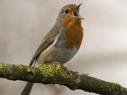 Humming For Happiness