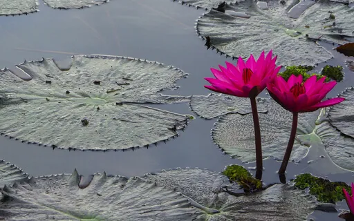 Humming Harmony - SOS For Anxiety