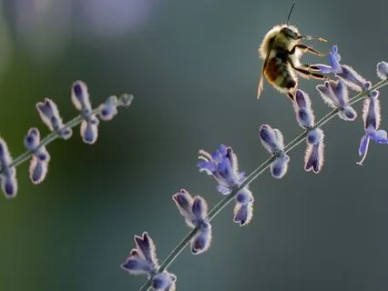 Humming Into Relaxation - Bee's Breath