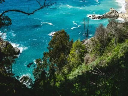 Humming With The Trees