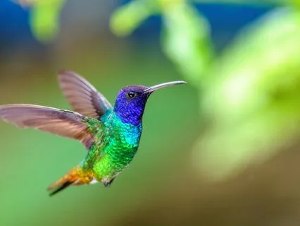 Hummingbird Blessings Shamanic Prayer