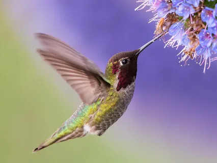 Hummingbird (CVMRN Remix)