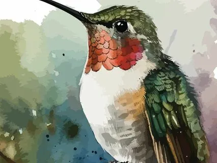 Hummingbird Meditation