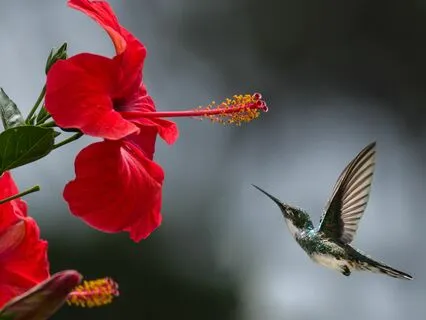 Hummingbird Sound Therapy With Crystal Singing Bowls Music