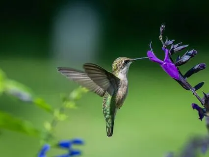 Hummingbird Strength