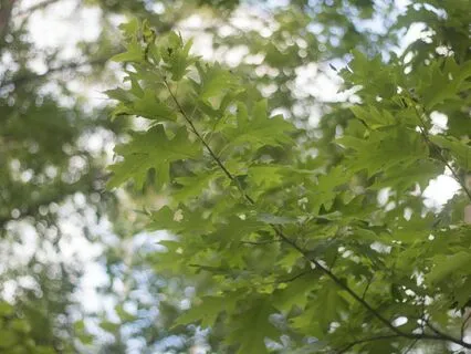 Hummingbird Wings: Serenity