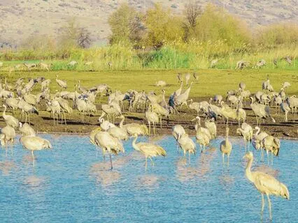 Humor To Cope With Stress - Orchestral