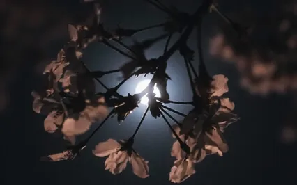 Hunter's Full Moon And Illuminating Your Needs