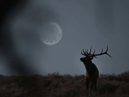 Hunters Full Moon- Mini/Personal Cacao Ceremony