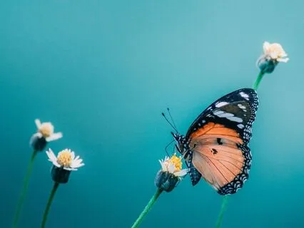 Hurt Feelings Guided Practice And Healing