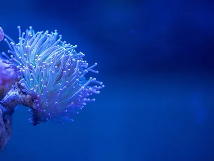 Hymn Of The Ocean Angel Whisper Underwater Cell Regeneration