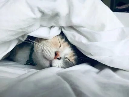 Hypnopompia Extended